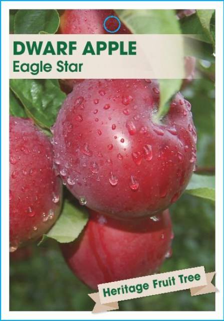 AppleEagleStar-page-001