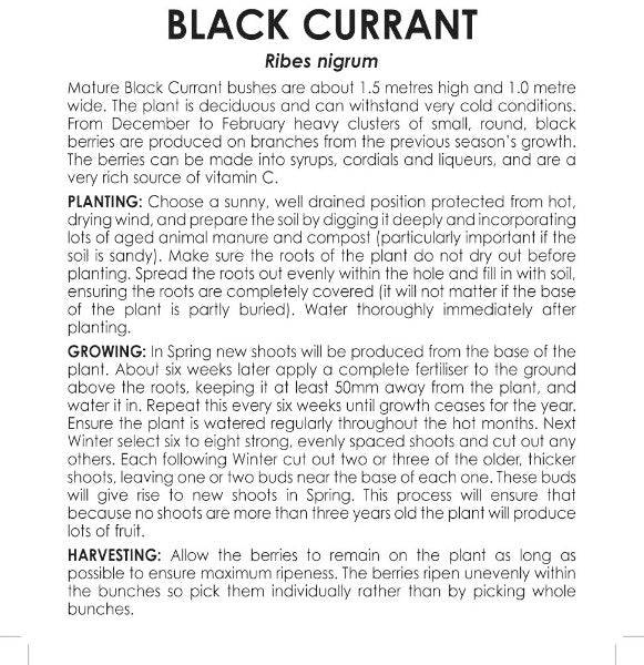 Black Currant (pre packed) Ribes Nigrum