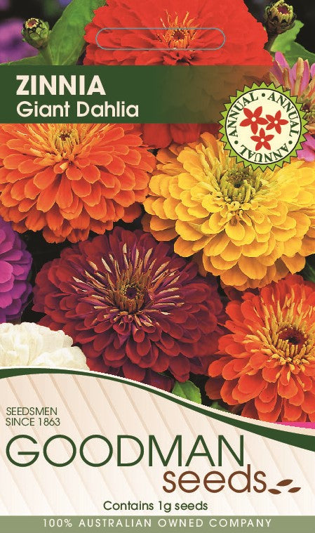 dahlia1.jpg_1
