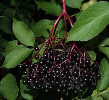 elderberry.jpeg_product