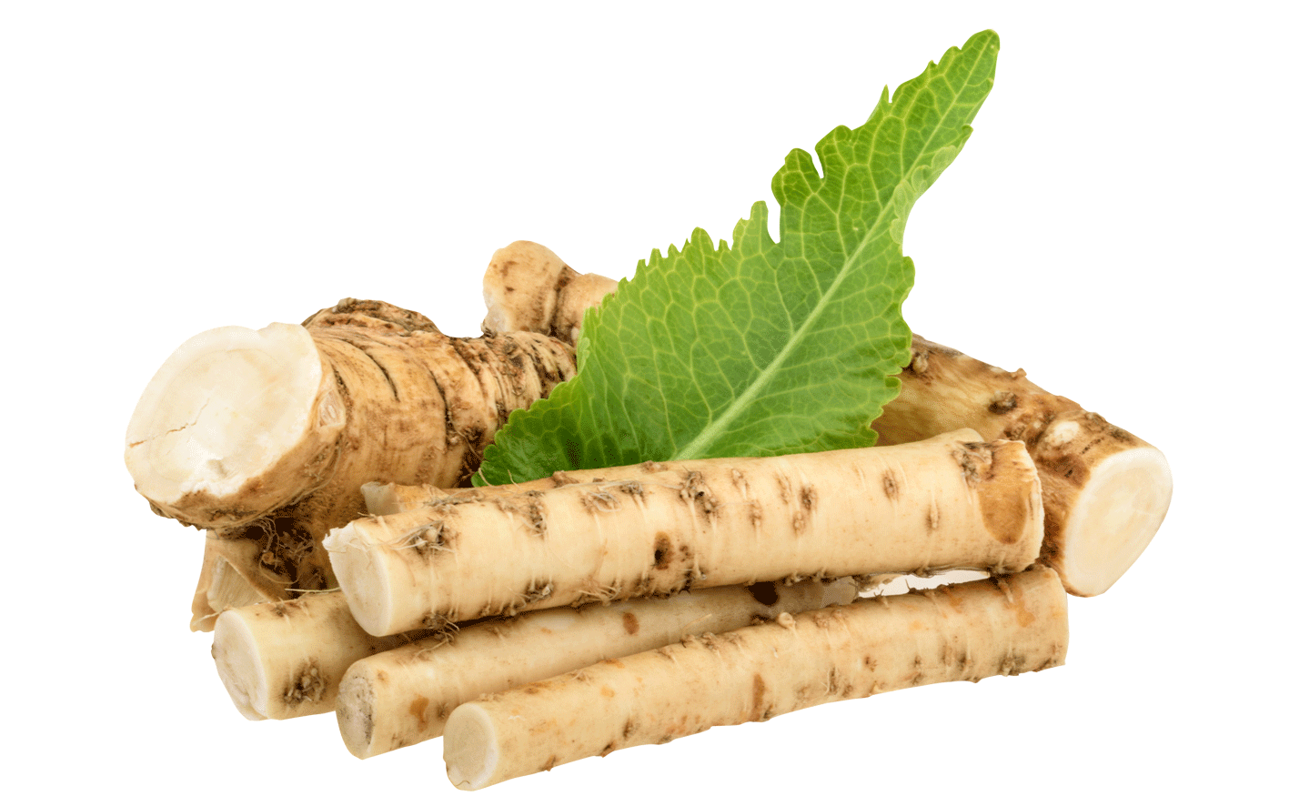 horseradish8.png