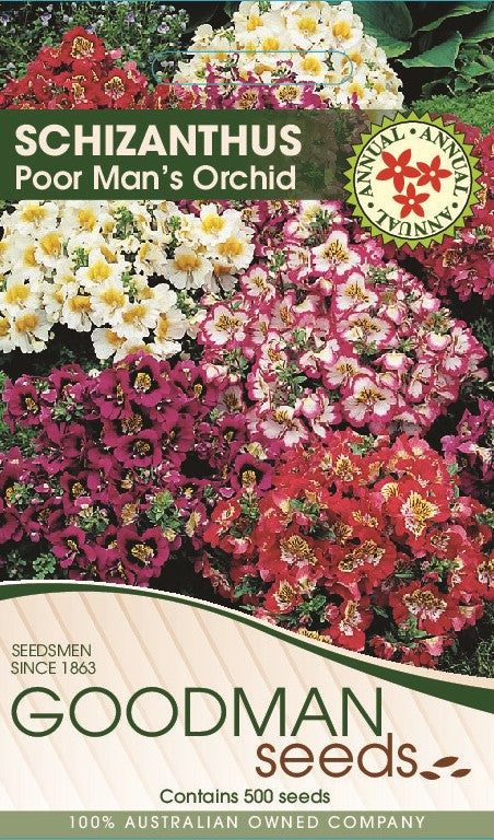 schizanthus.jpg_1