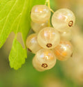 whitecurrant.jpg_1