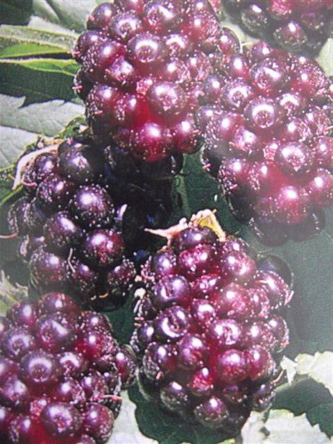 youngberry.jpeg_product