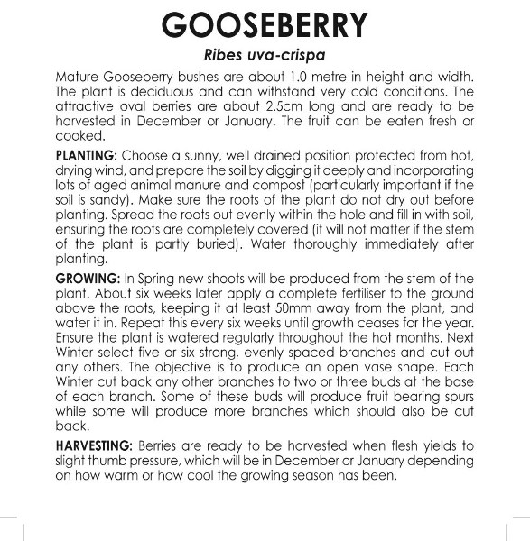 gooseberry 2