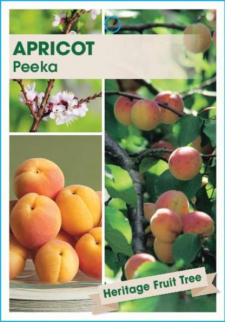 ApricotPeeka-page-001