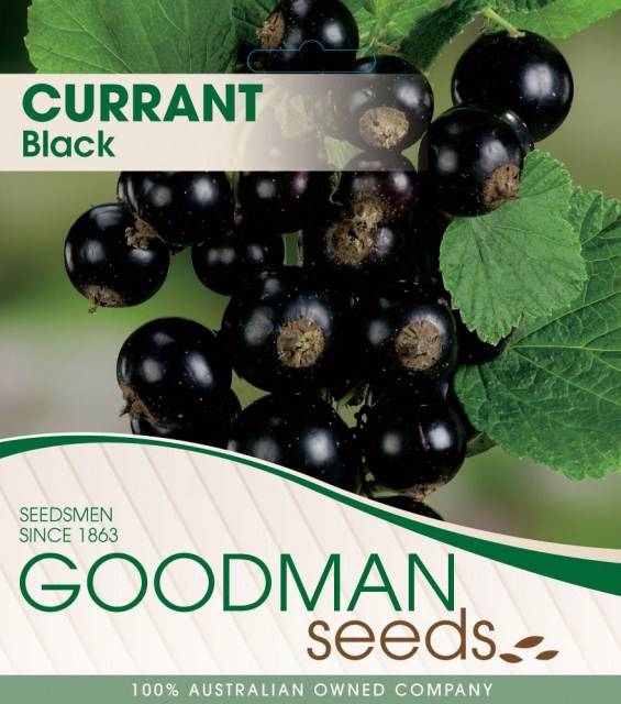 blackcurrant1