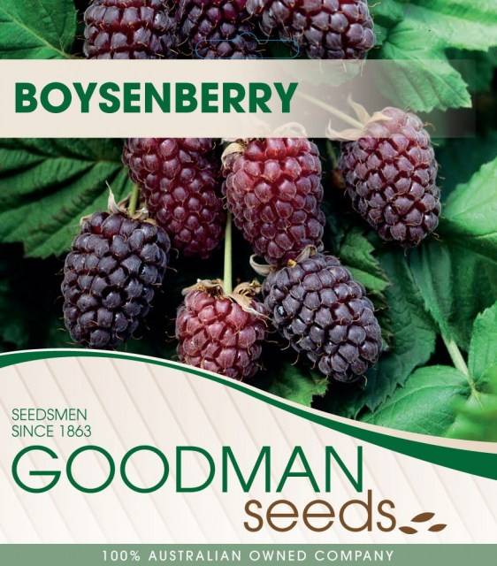 boysenberry1