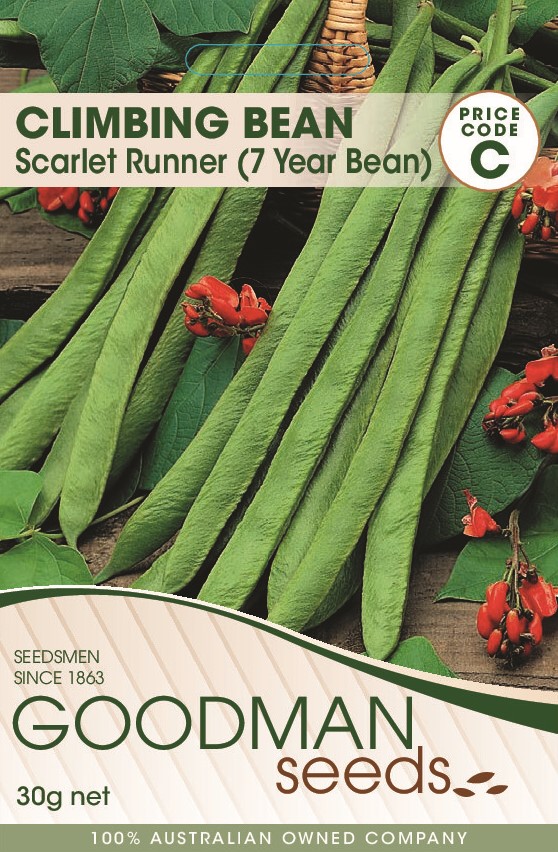 Beans Scarlet Runner Climbing Bean Goodman Seeds Flower And