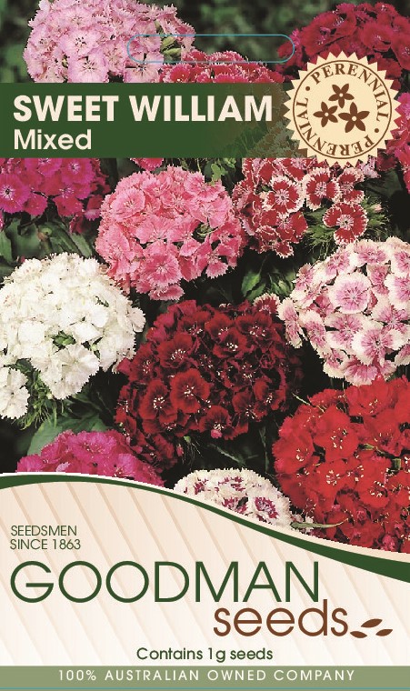 Sweet William Seeds - Dwarf Wee Willie Mix - 1/4 Pound - Pink/Red/White Flower  Seeds, Heirloom Seed Attracts Bees, Attracts Butterflies, Attracts  Hummingbirds, Attracts Pollinators 